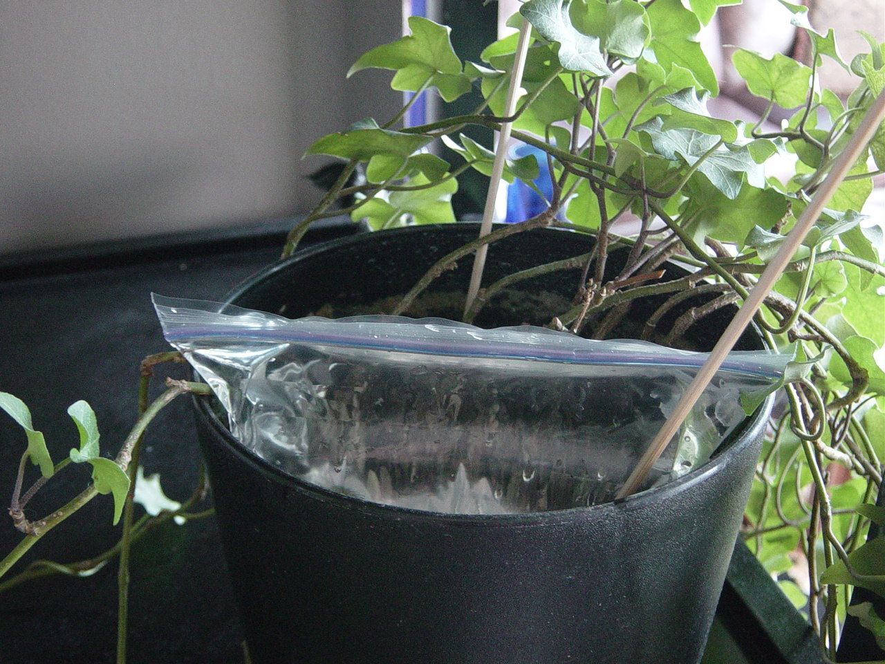 09-BagWatersPlant.JPG