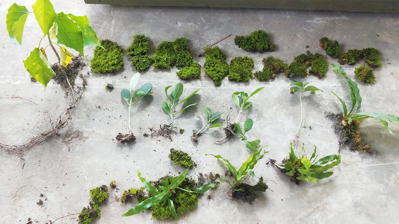 10_plants-&amp;-mosses_1.jpg