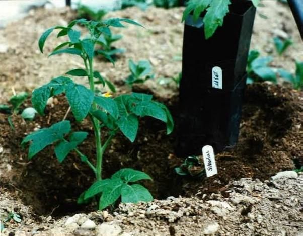 2 siberian tomatoes.JPG