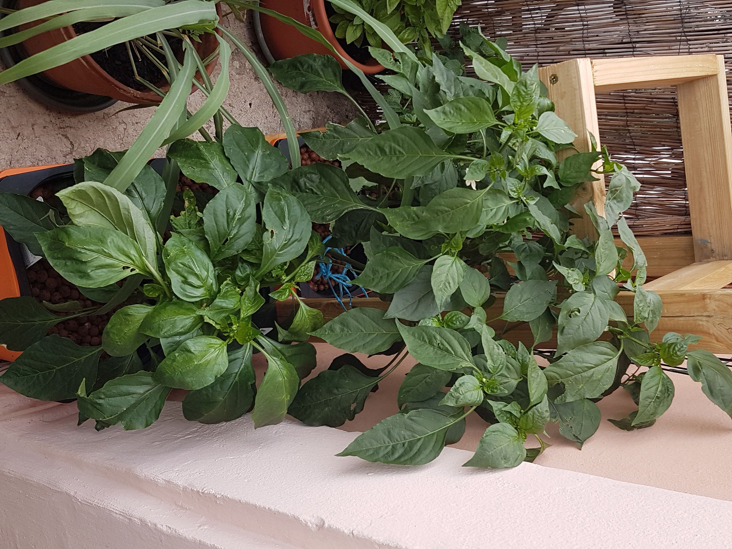 2017-06-30 16.59.15.jpg