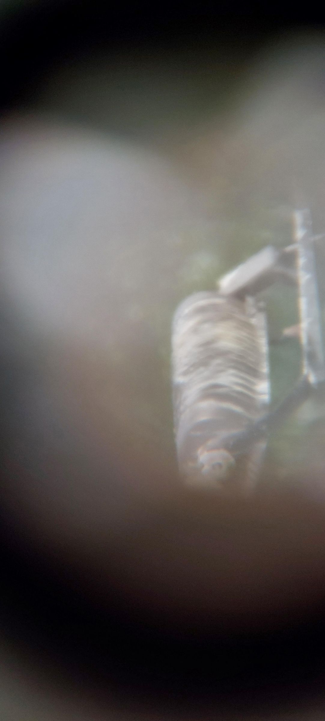 20250531_181324.jpg