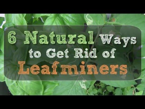 6 Natural Ways to Get Rid of Leafminers