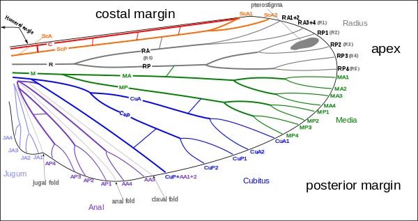 600px-Venation_of_insect_wing.jpg