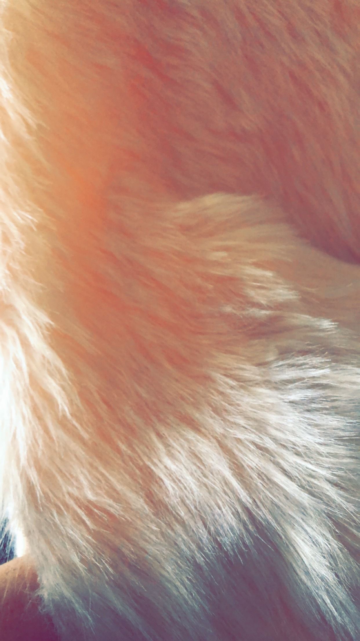88A7EA81-4371-46BC-BD44-A21417DD1C8A.jpeg