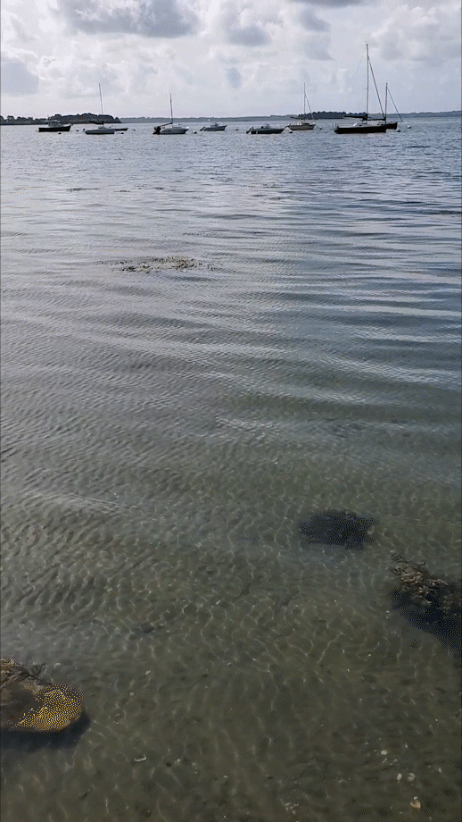 Action1.gif