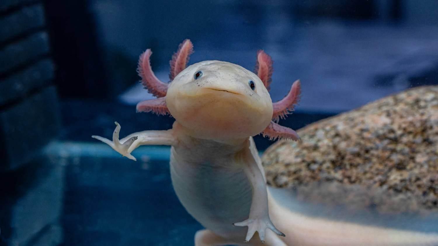 Ajolote en acuario.jpg