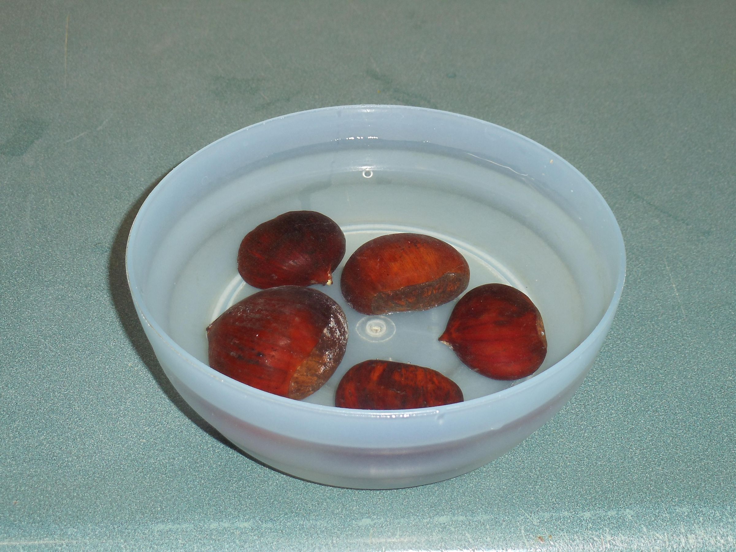 American Chestnut 2.JPG
