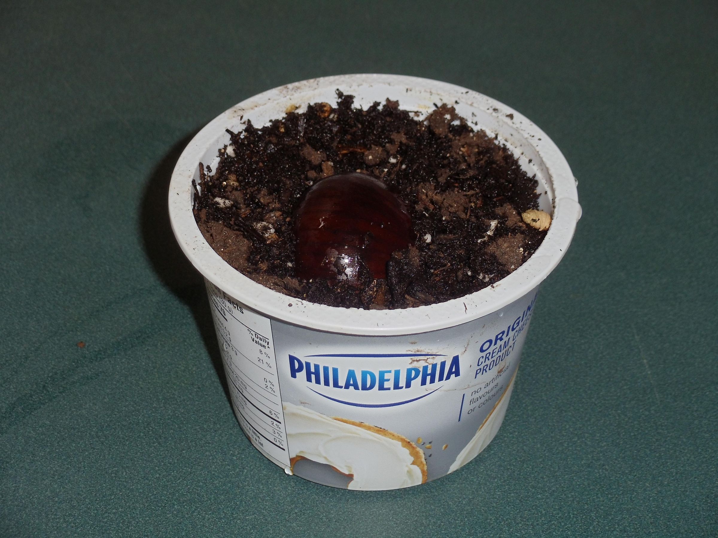 American Chestnut 9.JPG