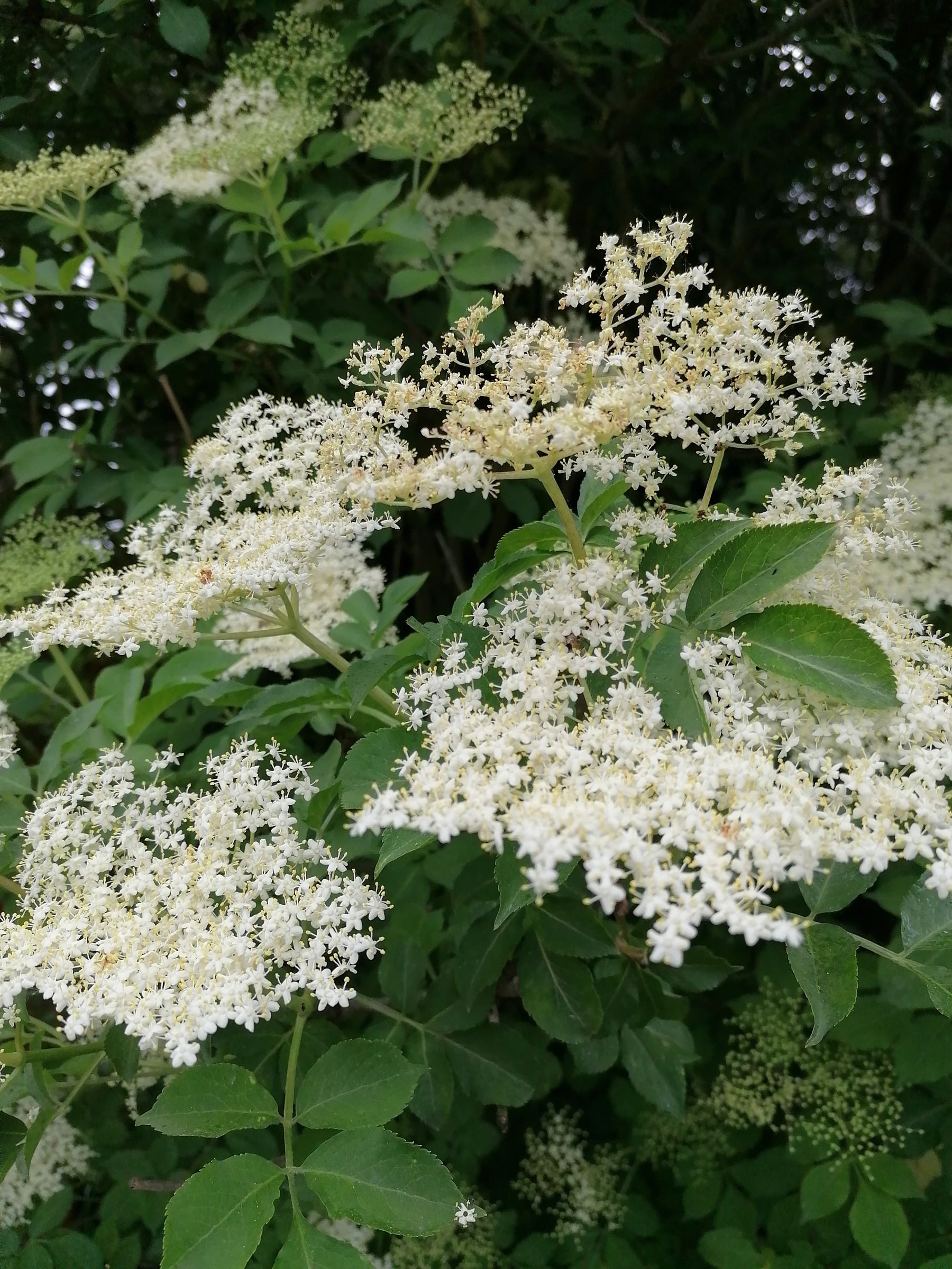 Bl&uuml;ten.jpg
