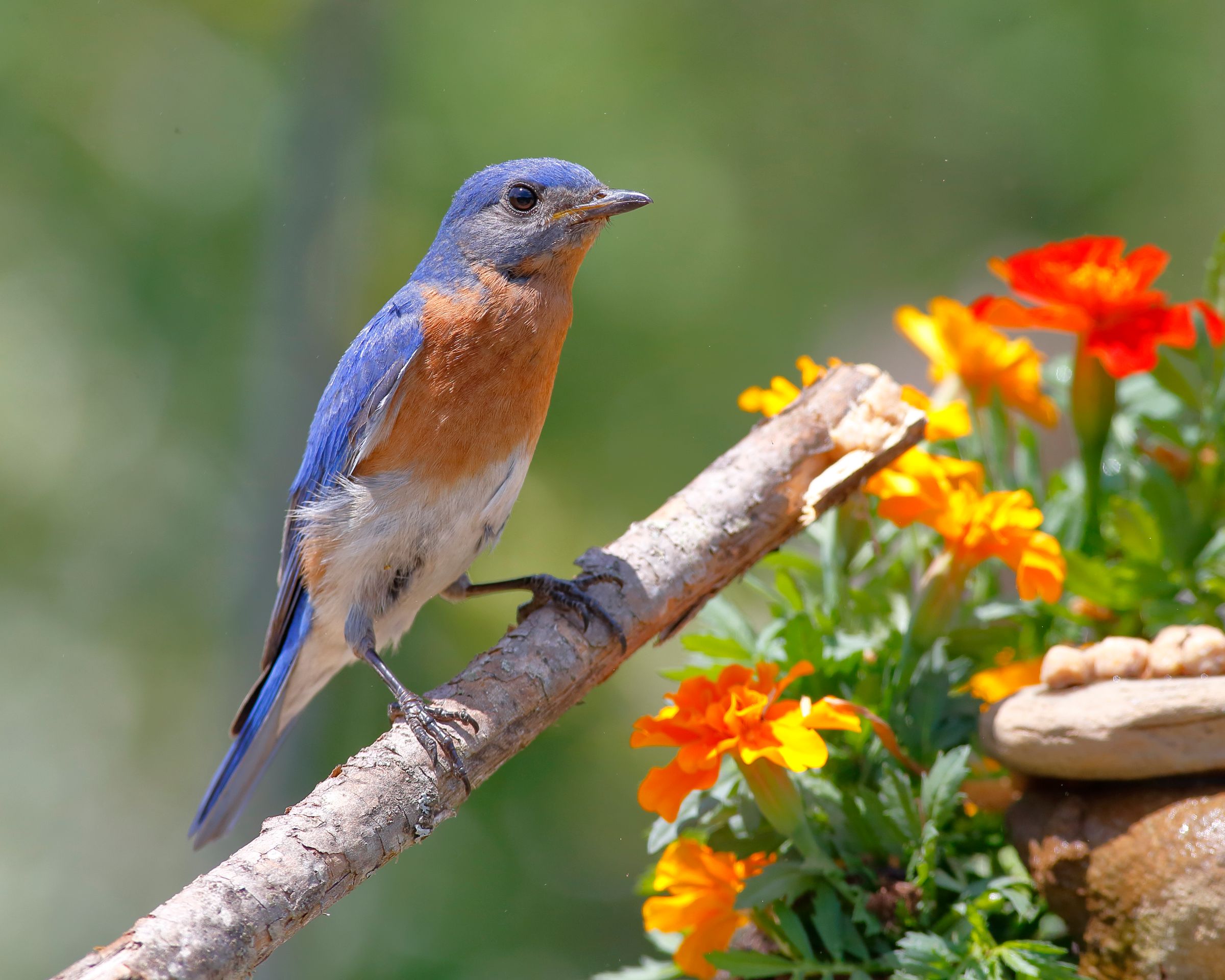Bluebird Selfie.jpg