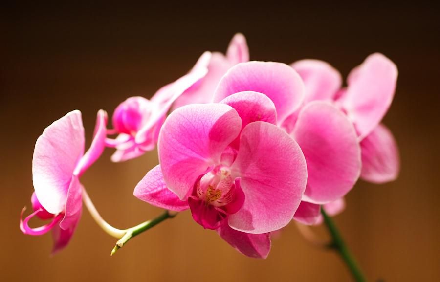Bright_Pink_Orchid.jpg