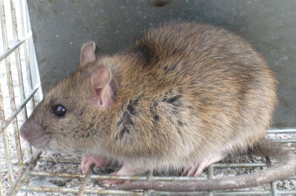 Brisbane-rat-control.jpg
