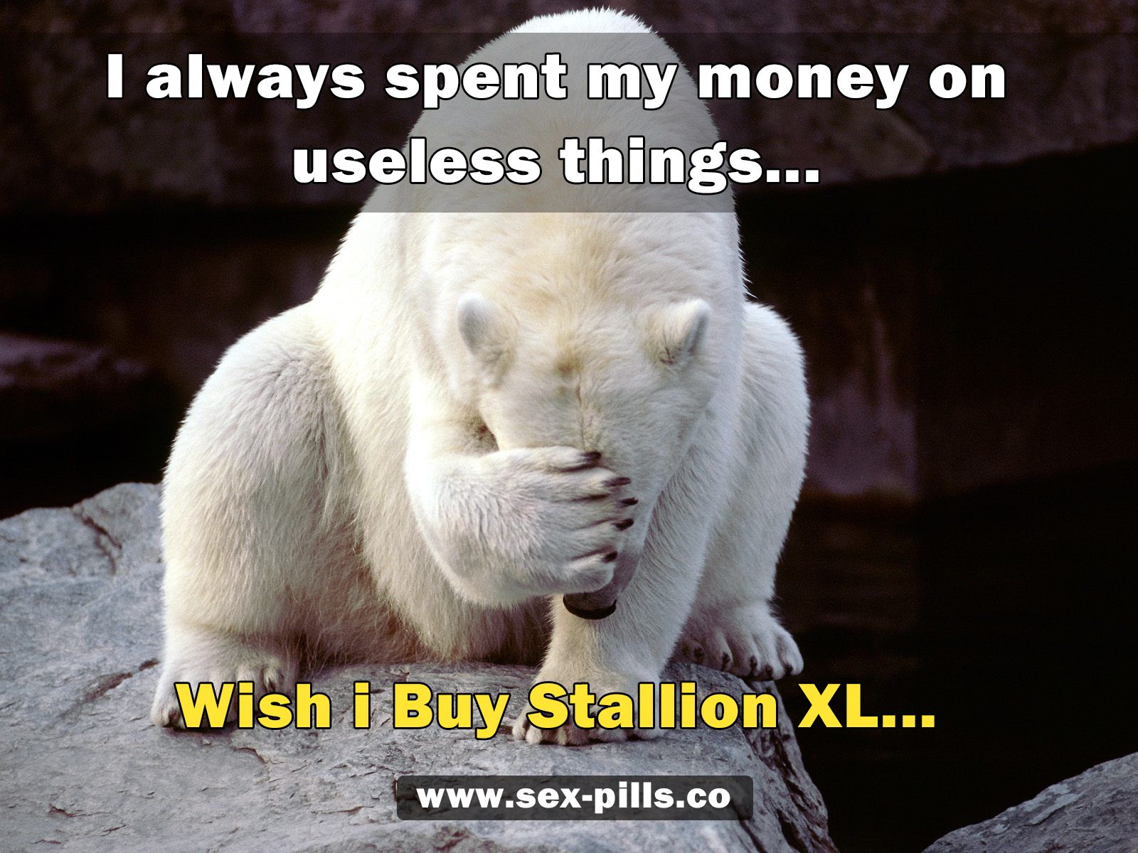 Buy Stallion XL.jpg