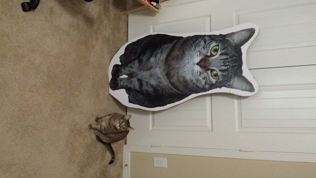 Cleo x2.jpg