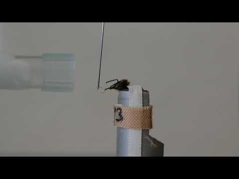Cognitive bias - rewarded odor with proboscis extension reflex