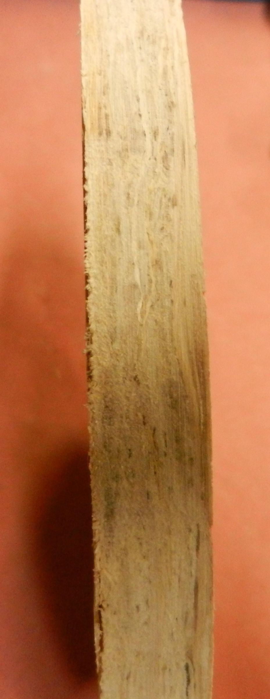 DSCN4347.JPG