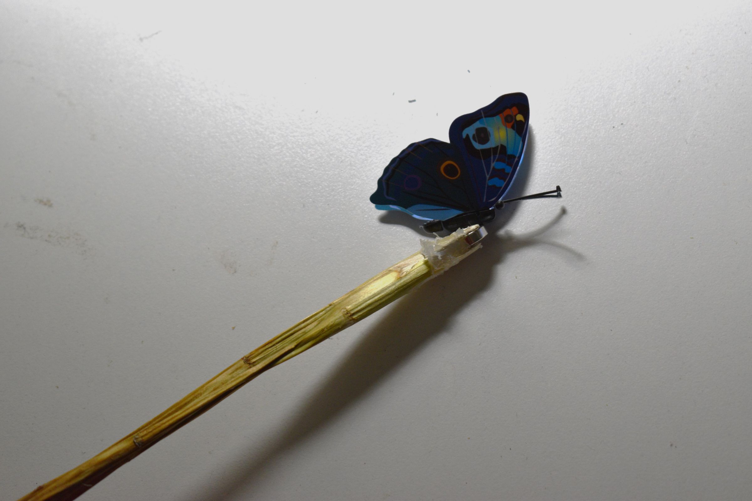 DSC_6743.JPG