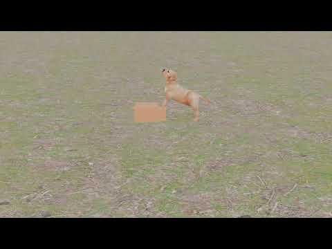 Dog Animation