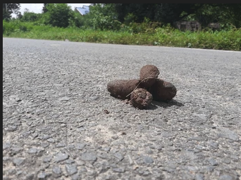 Dog Poop -1.png