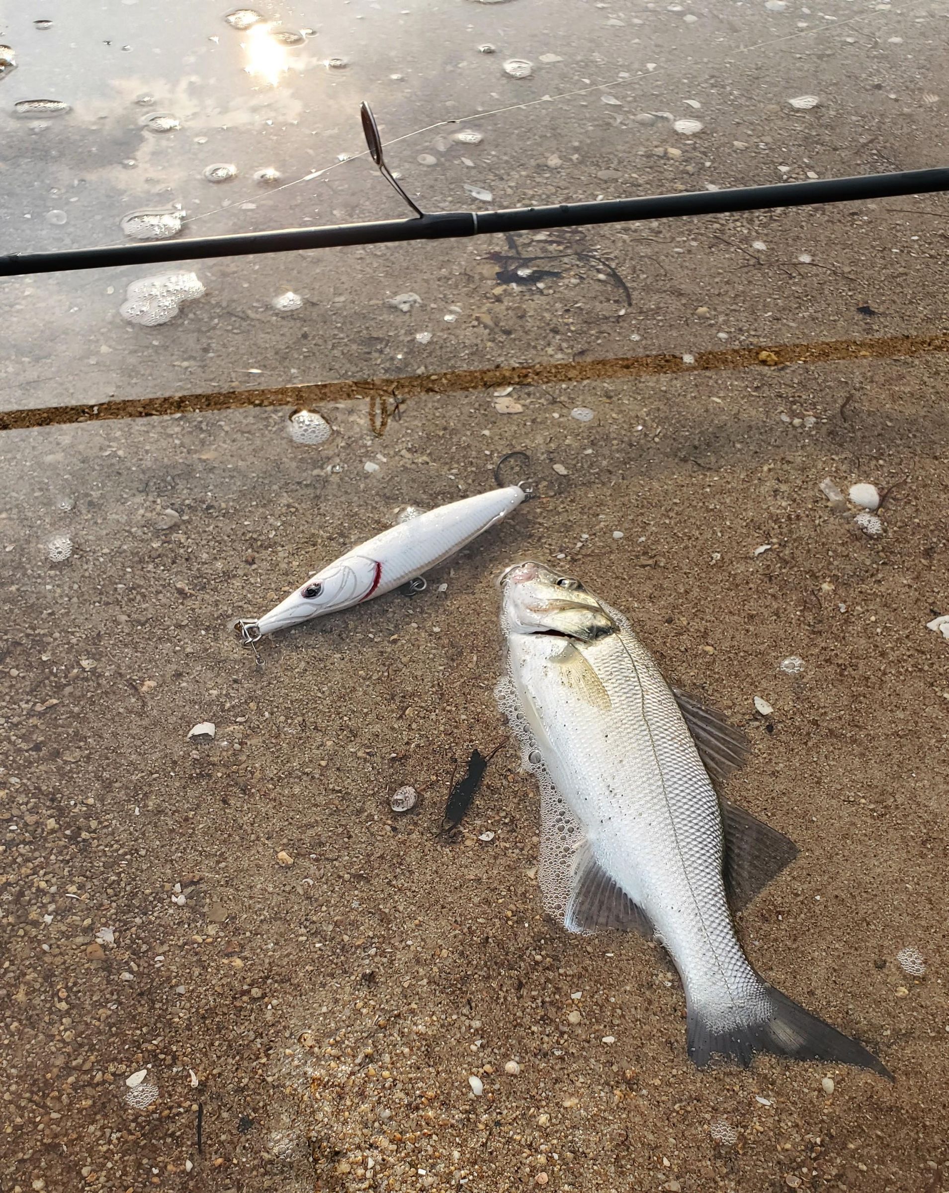 Fish2.jpg
