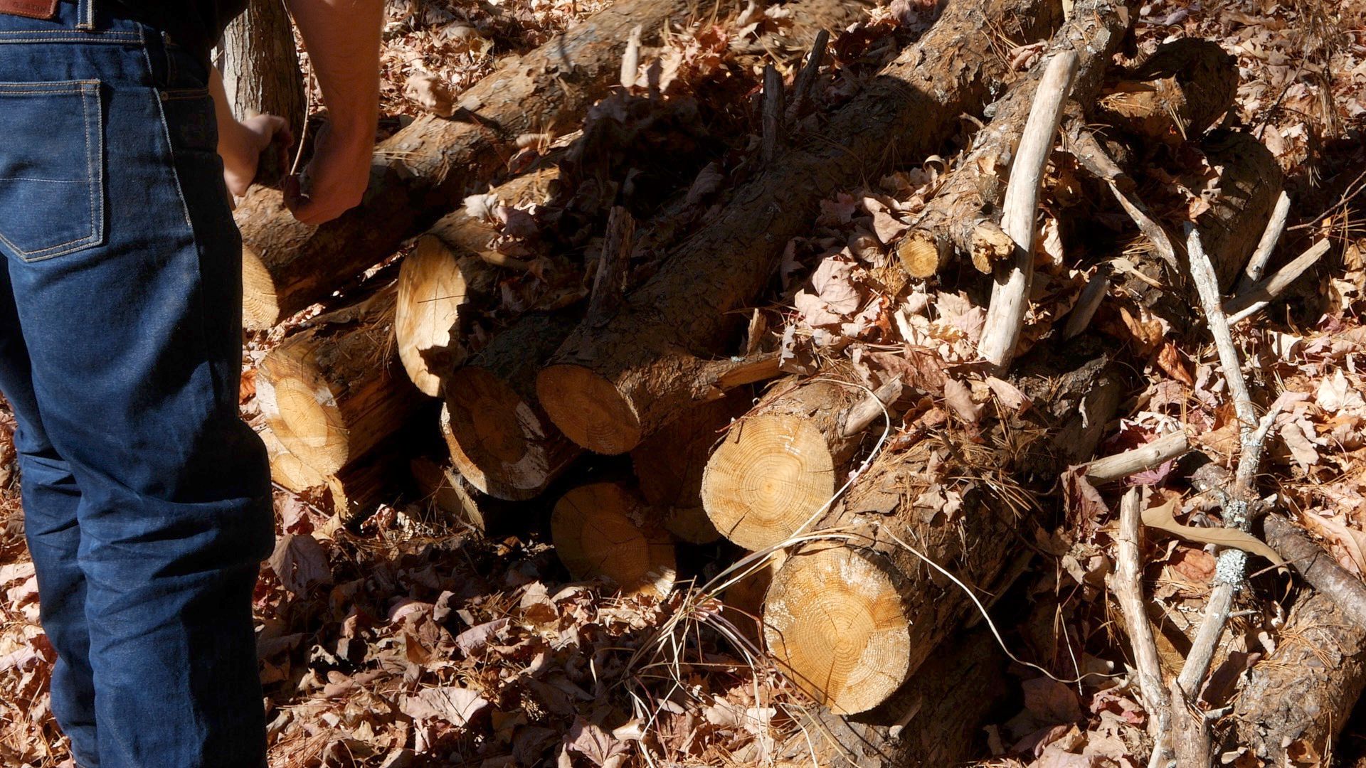 From Log To Bowl 1.jpg