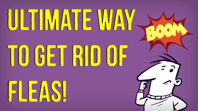 How to Kill Fleas Naturally.jpg