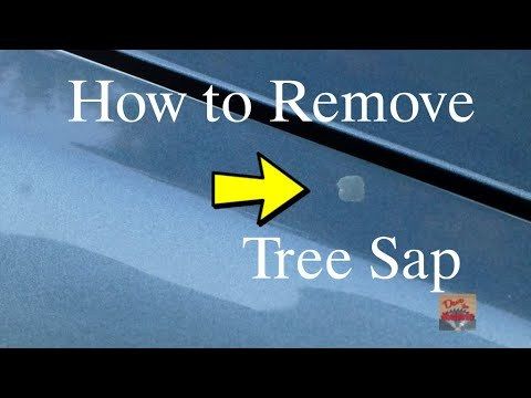 How to Remove Tree Sap