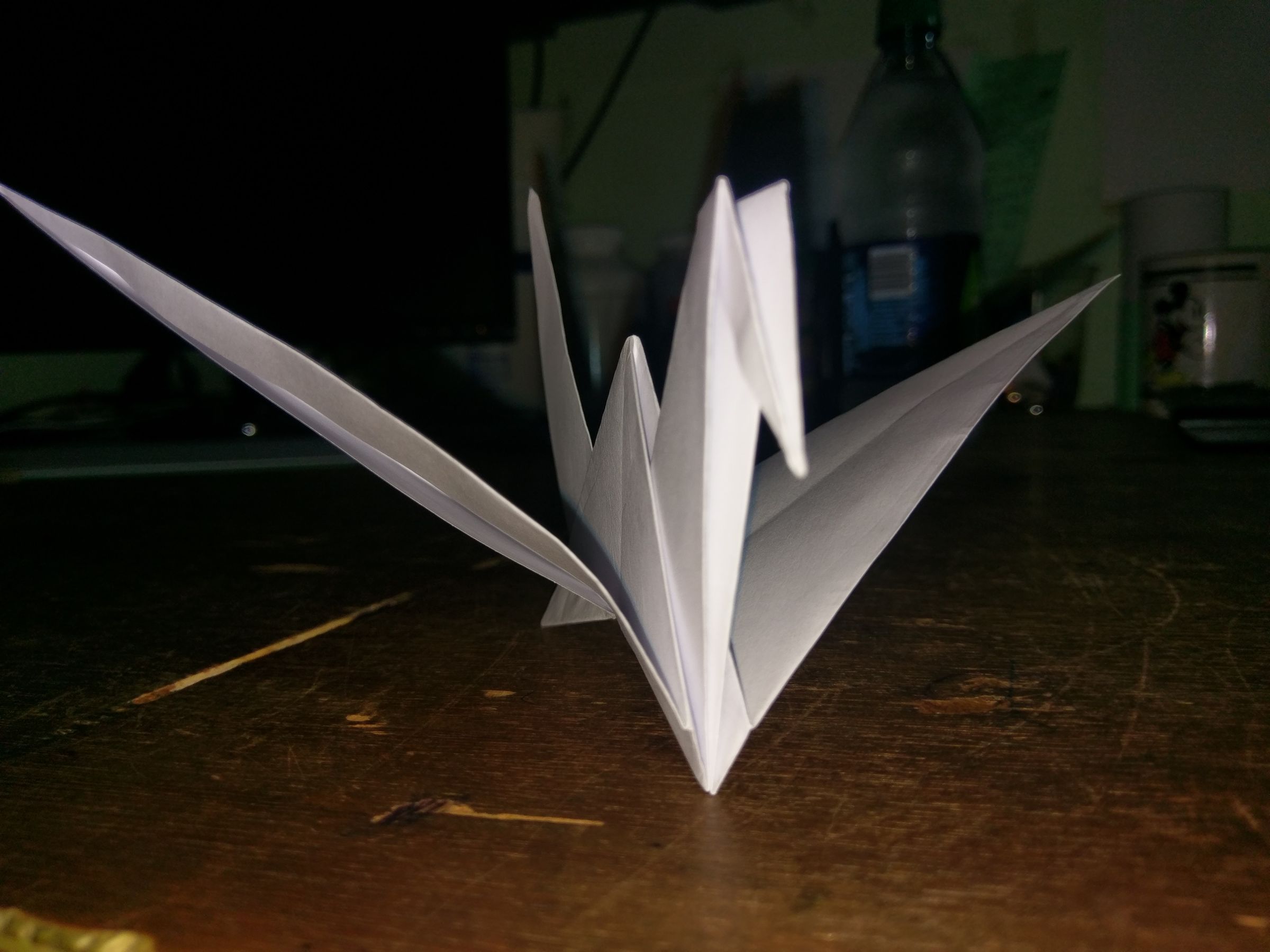 IMAG0251.jpg