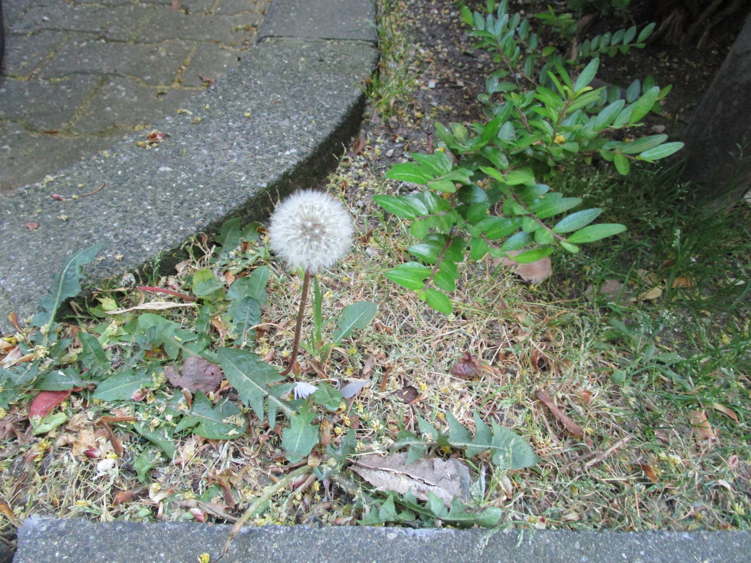 IMG_0050.JPG