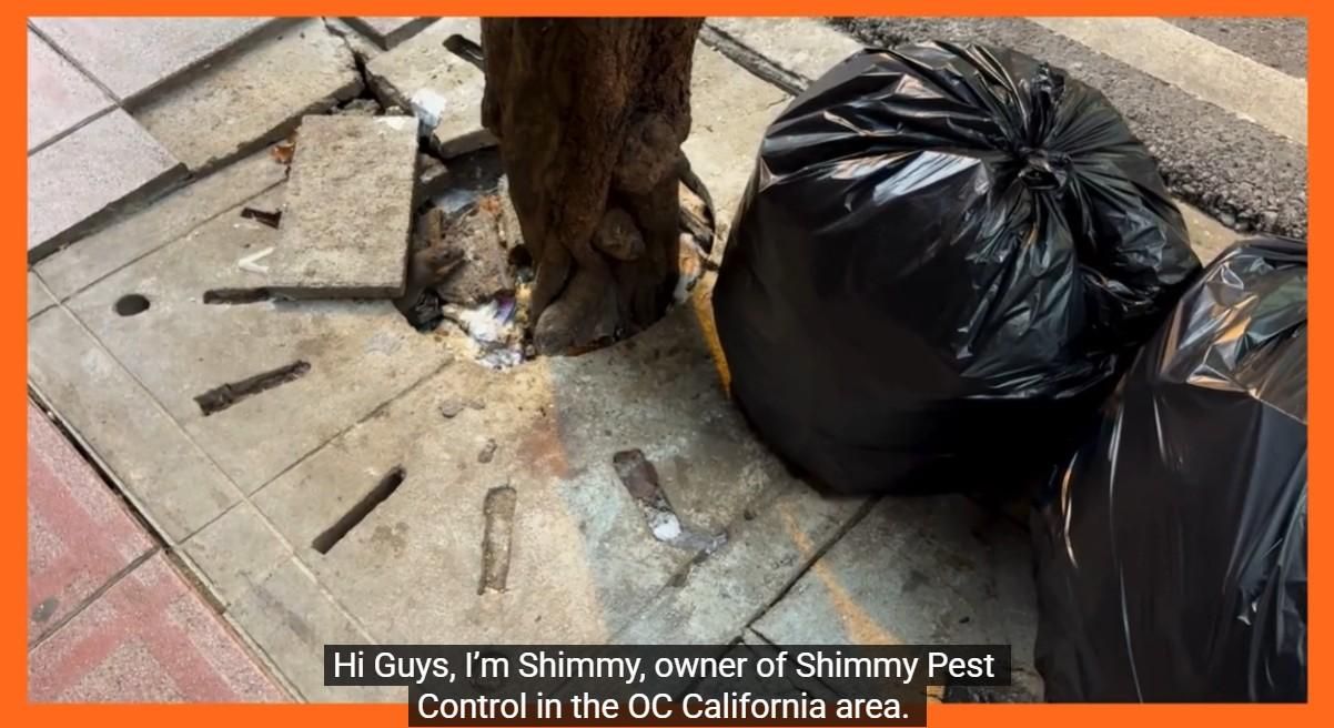 Instructable-image1-Shimmy-Pest-Control-OC.jpg