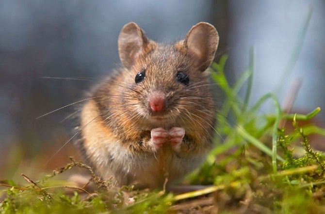MICE.jpg