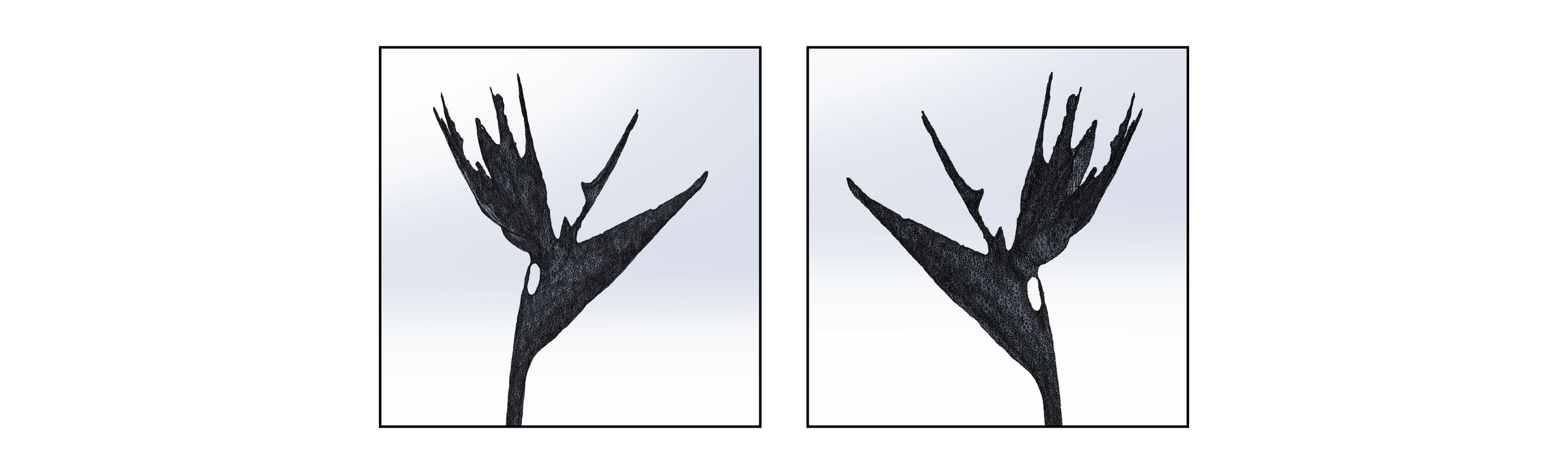 Morpholigcal.png