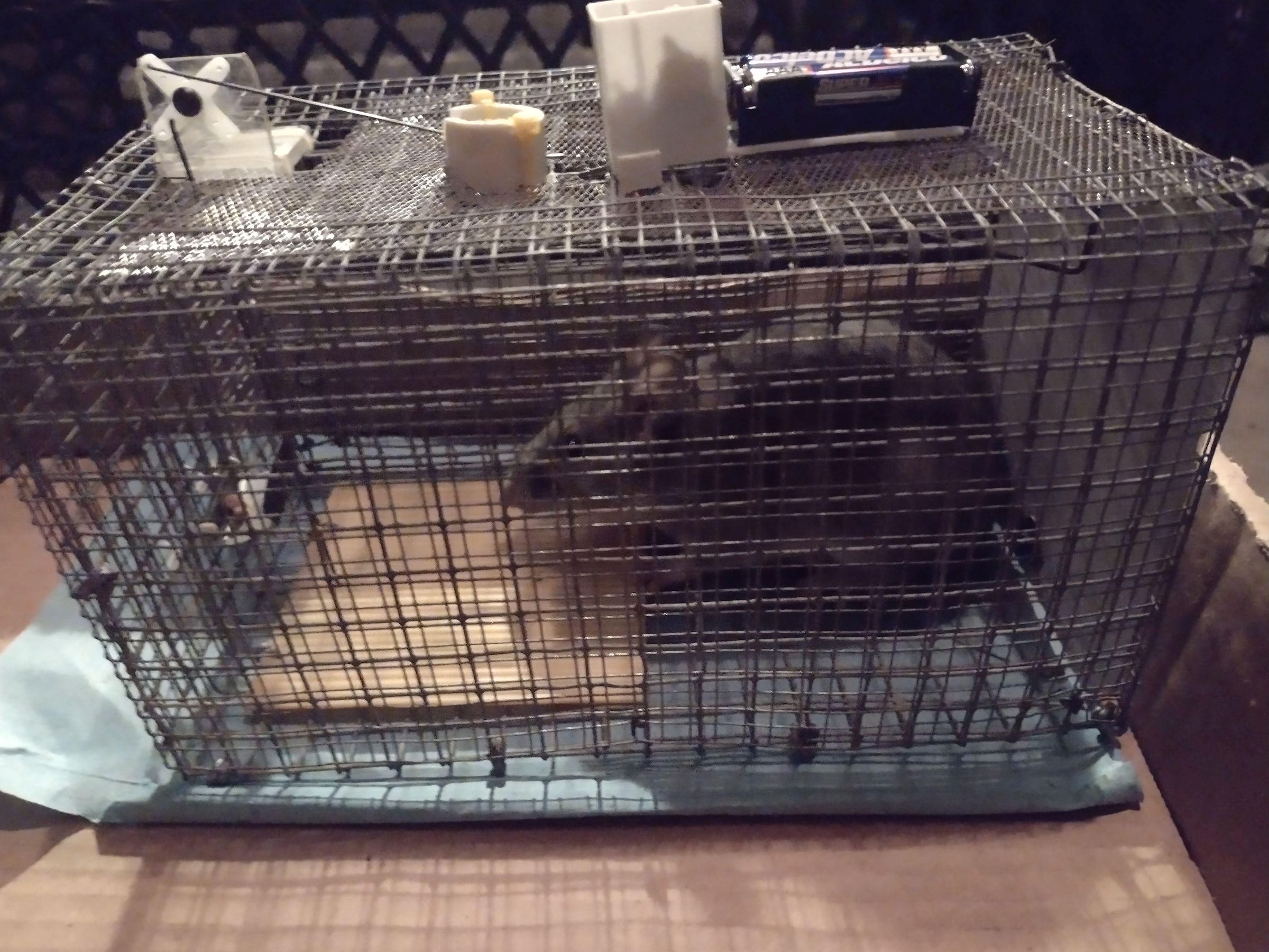 Mouse in trap.jpg