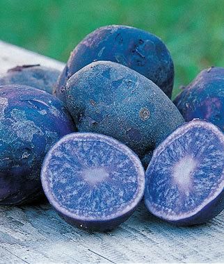 Organic_Potato_All_Blue__69964.1359756028.1280.1280.jpg