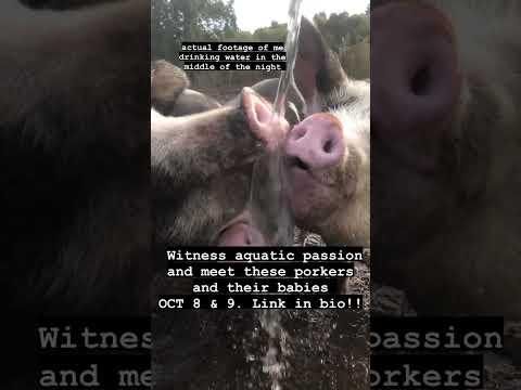 PP Drinking Pigs