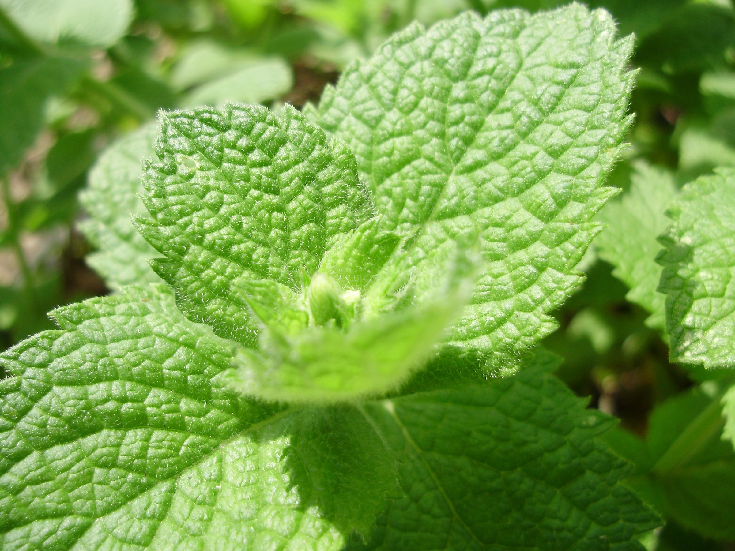 Part_of_a_mint.jpg