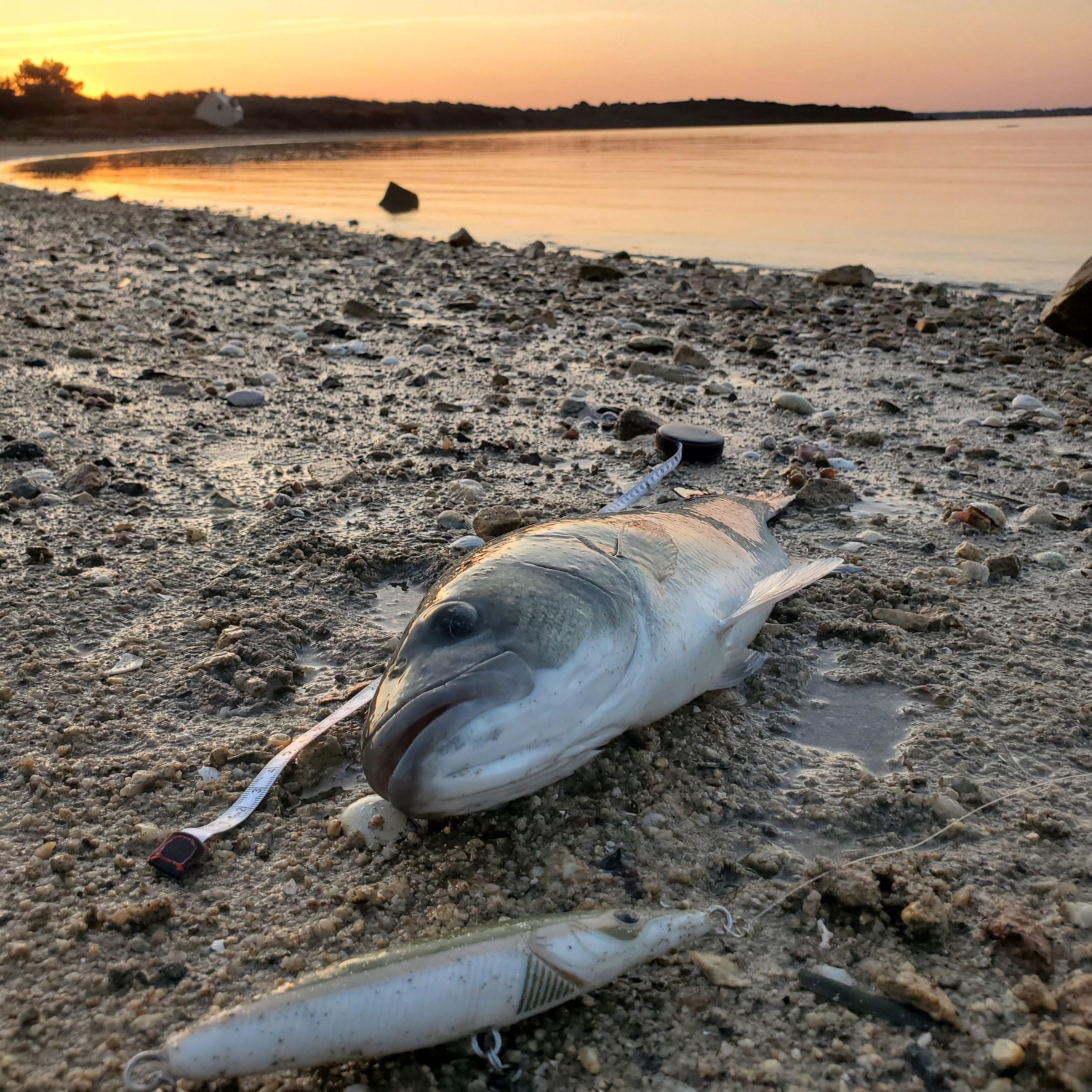 Seabass22.jpg