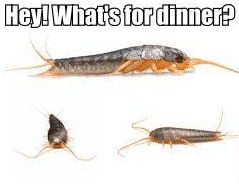 Silverfish with caption.PNG