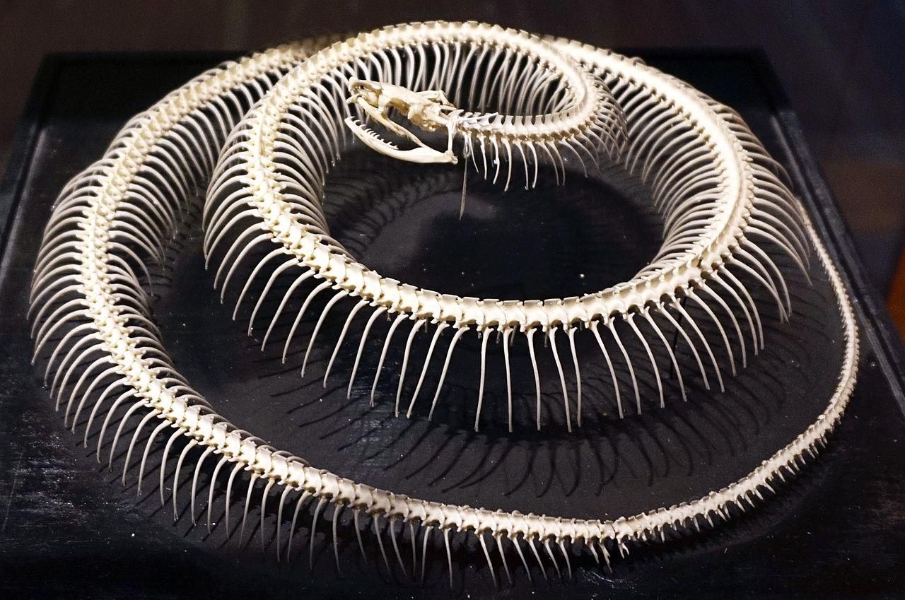 Snake_skeleton_3 wikimedia.jpg