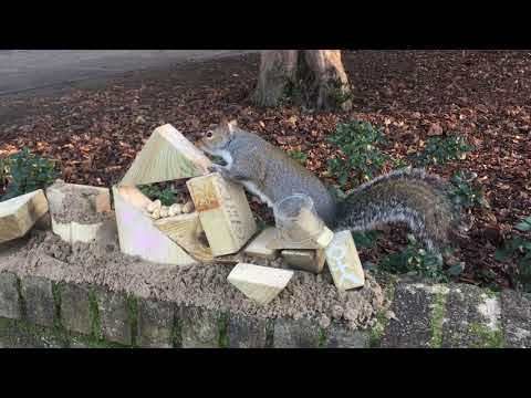 Squirrel 1