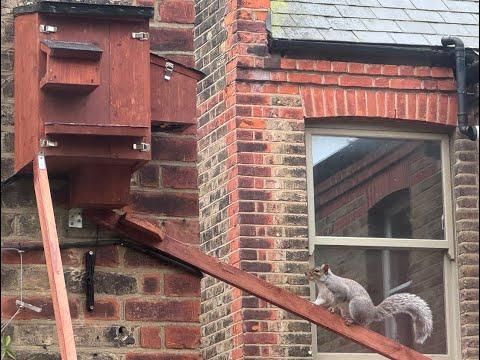 Squirrel Camera Box - Nut Raid from Fence