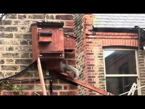 Squirrel Camera Box - Raid 2