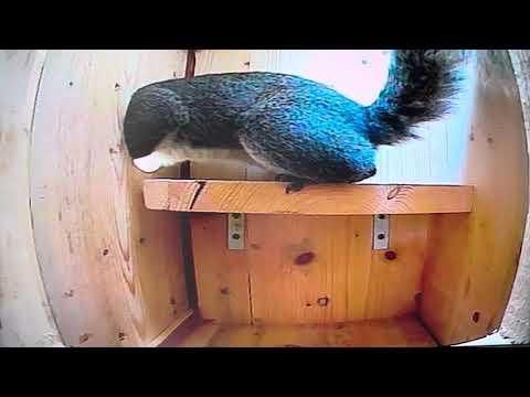 Squirrel Camera Box - Raid 3