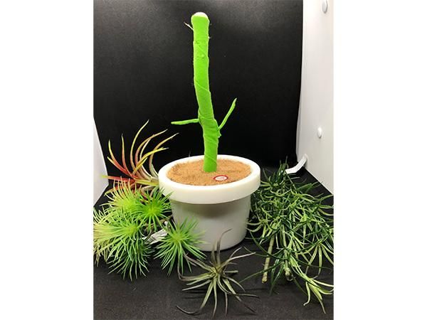 StemPlants.jpg