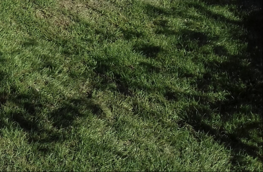 Turf 1.png