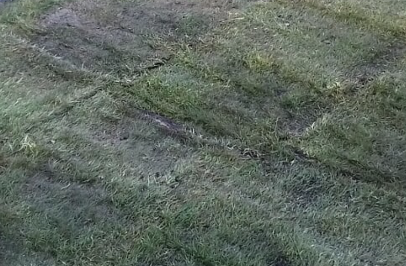 Turf 2.png