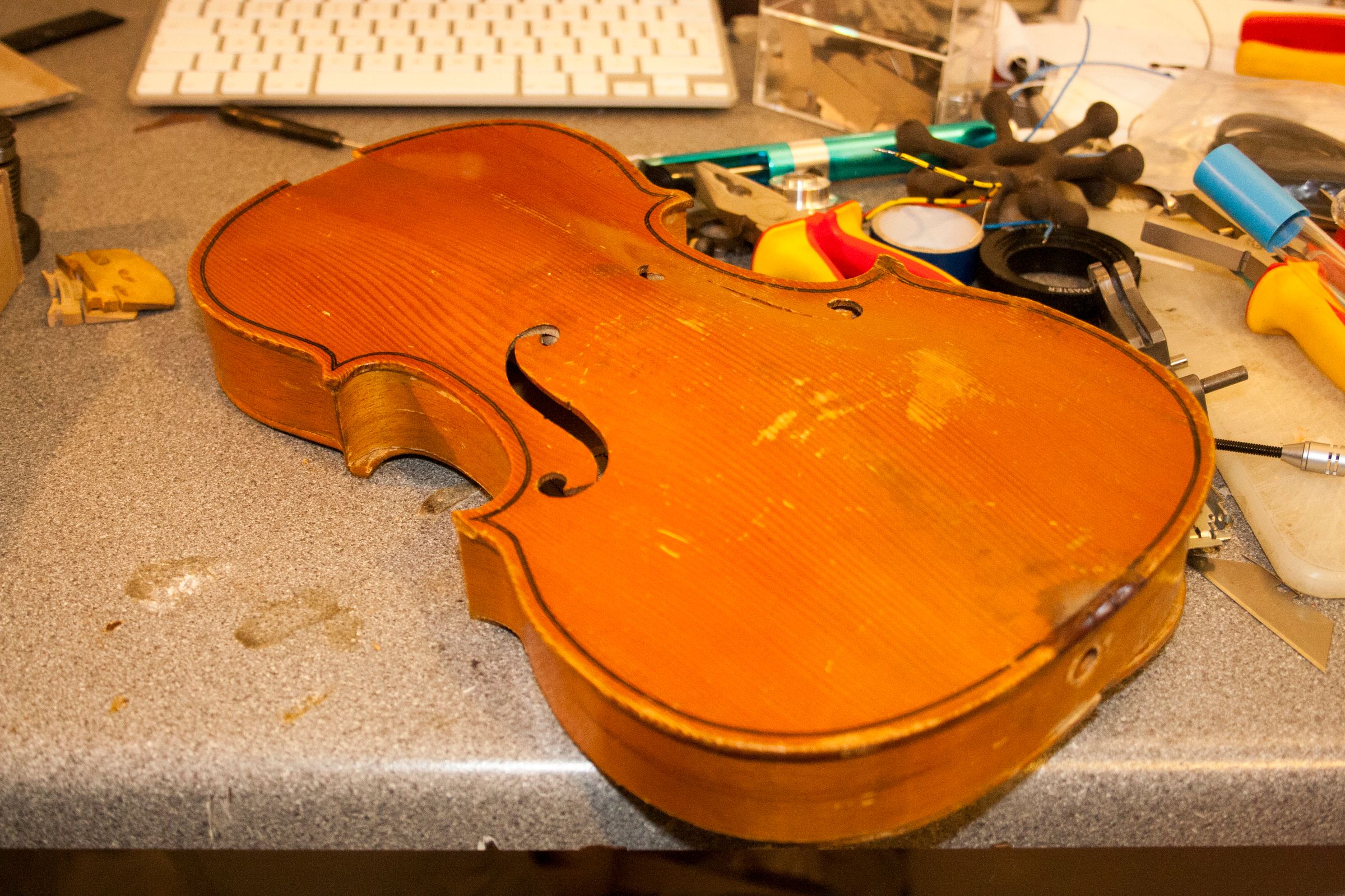 ViolinBeetle03.jpg