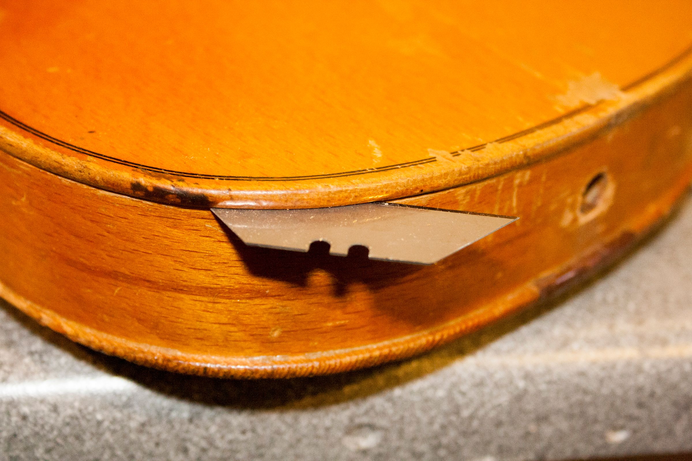 ViolinBeetle05.jpg