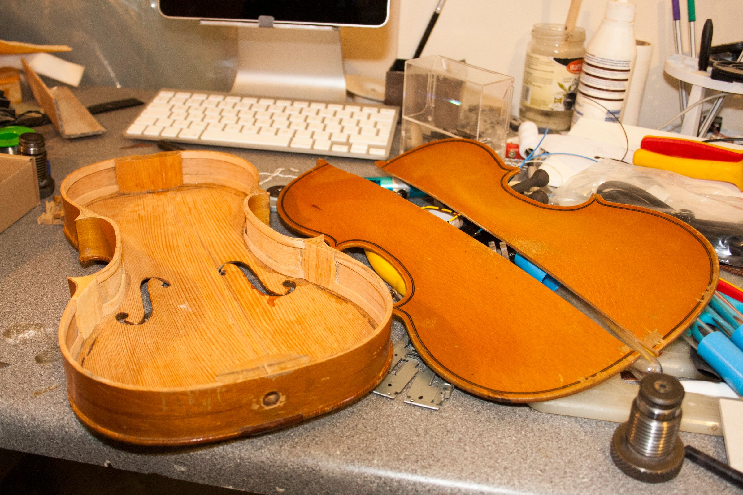 ViolinBeetle06.jpg