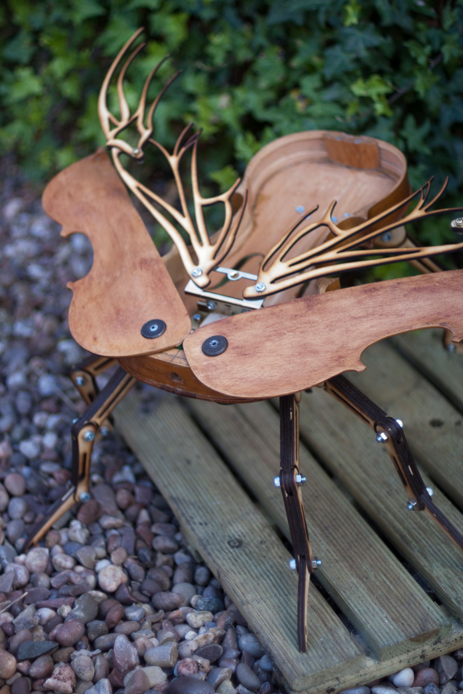 ViolinBeetle39.jpg